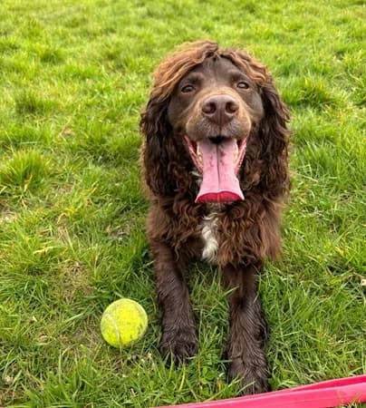 Gunner, Mixed Breed (The Oldies Club)