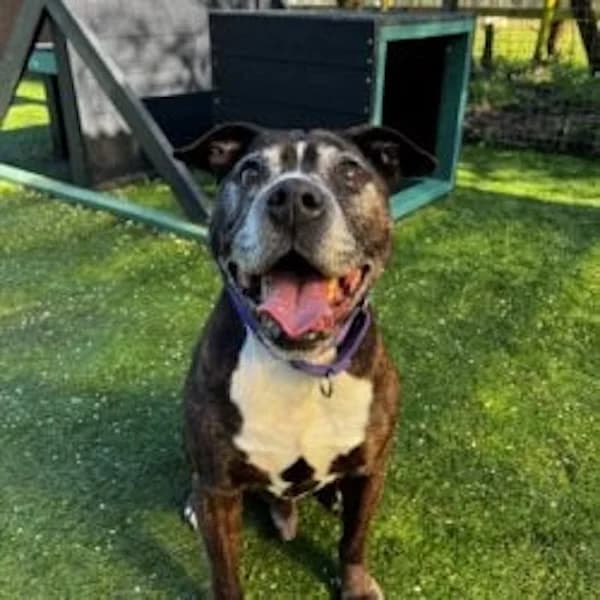 Max, Mixed Breed (The Oldies Club)
