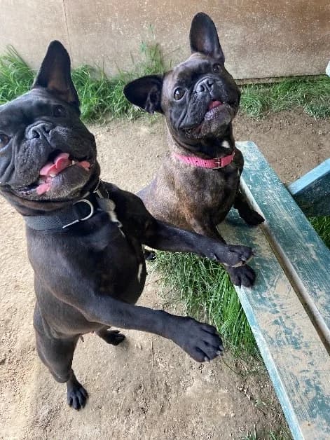 Pinky Perky, Mixed Breed (The Oldies Club)