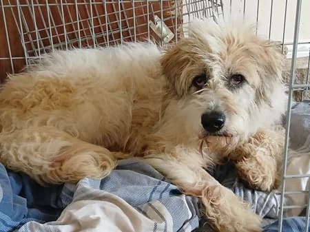 Casper, Mixed Breed (The Oldies Club)