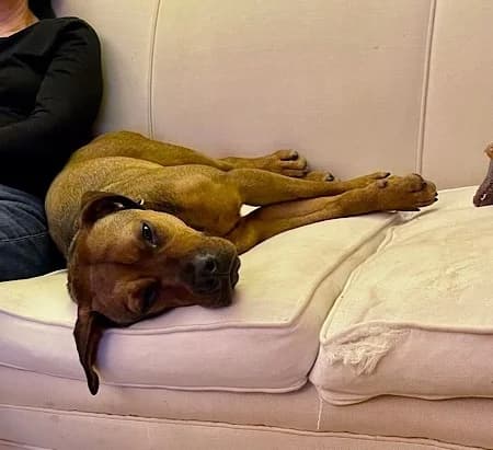 Cocoa, Mixed Breed (The Oldies Club)