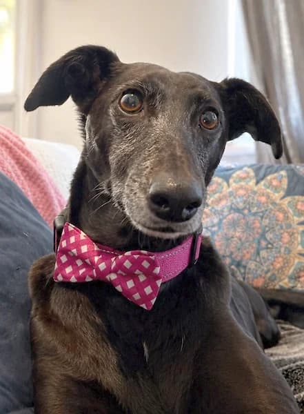 Penny, Mixed Breed (The Oldies Club)
