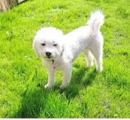 Ivy, Mixed Breed (The Oldies Club)