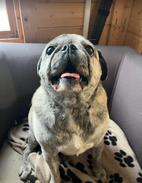 Lola, Mixed Breed (The Oldies Club)