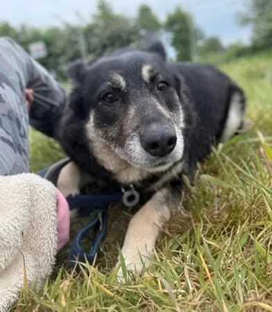 Megan, Mixed Breed (The Oldies Club)