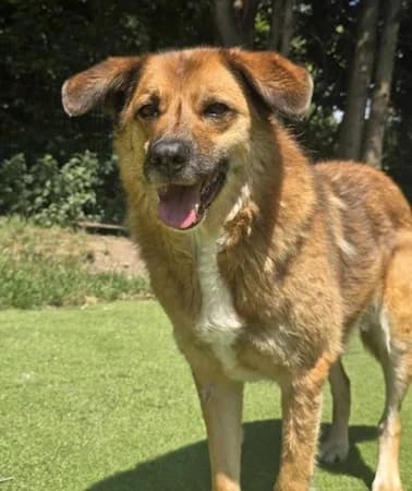 Aladdin, Mixed Breed (The Oldies Club)