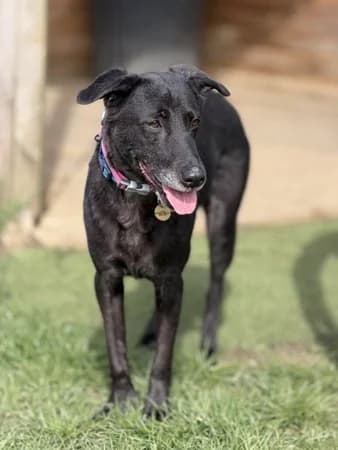 Hope, Mixed Breed (The Oldies Club)