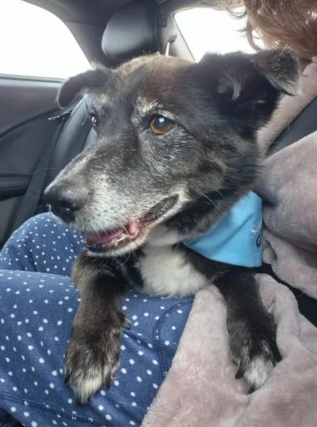 Lenny, Mixed Breed (The Oldies Club)