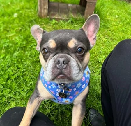 Lyla, Mixed Breed (The Oldies Club)