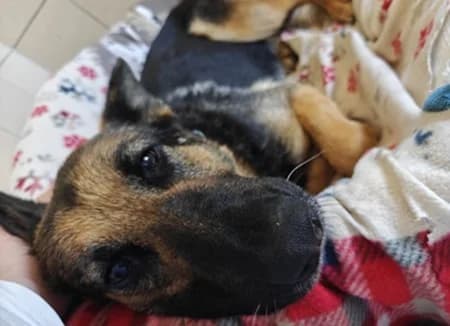 Norma, Mixed Breed (The Oldies Club)