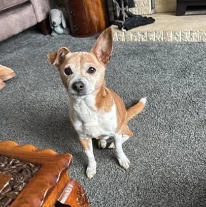 Scooby, Mixed Breed (The Oldies Club)