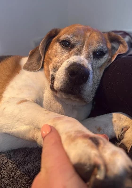 Jake, Mixed Breed (The Oldies Club)
