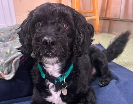 Morris, Mixed Breed (The Oldies Club)