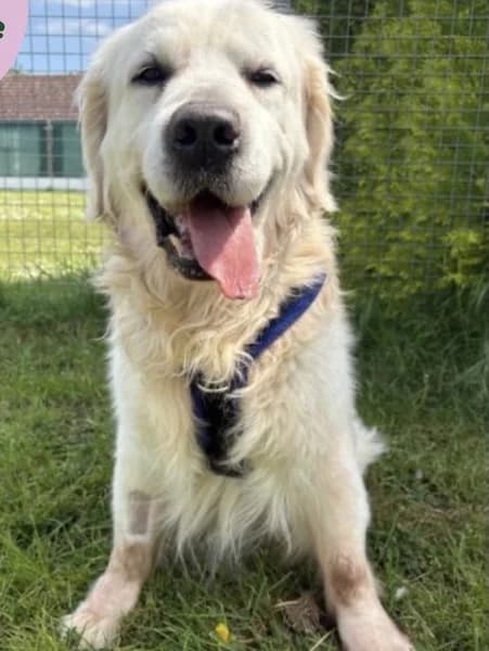 George, male senior Mixed Breed for adoption at The Oldies Club