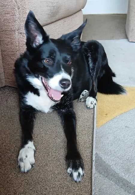Lexi Good Girl, female senior Mixed Breed for adoption at The Oldies Club