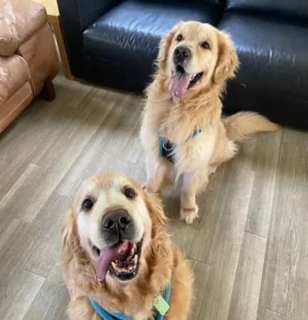Toby and Logan, male senior Mixed Breed for adoption at The Oldies Club
