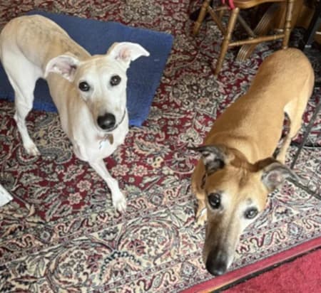 Misty and Elsa, female senior Mixed Breed for adoption at The Oldies Club