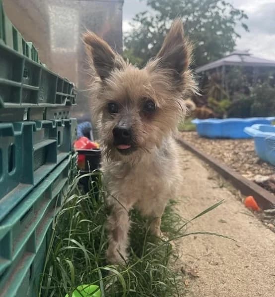 Brantis, male senior Mixed Breed for adoption at The Oldies Club