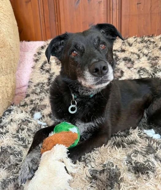 Aramis, male 7yo Mixed Breed for adoption at The Oldies Club