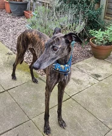 Solo, Mixed Breed (The Oldies Club)
