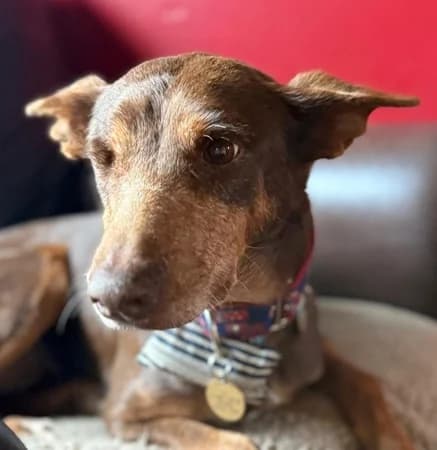 Gorda, female senior Mixed Breed for adoption at The Oldies Club