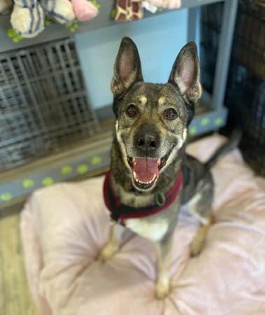 Harper, female Mixed Breed for adoption at The Oldies Club