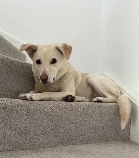 Tulip, female senior Mixed Breed for adoption at The Oldies Club