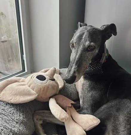 Cicatriz, female Mixed Breed for adoption at The Oldies Club