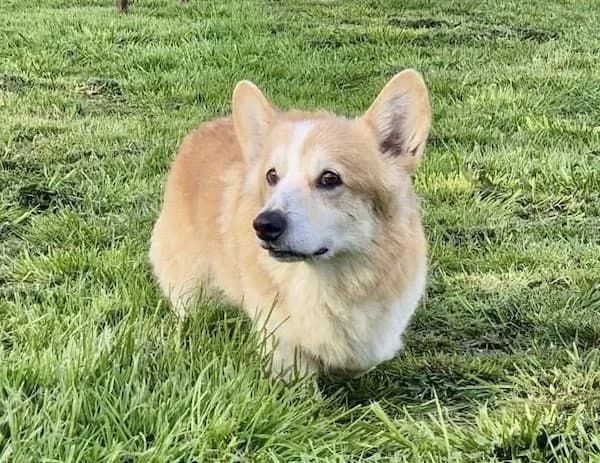 Chester, male senior Mixed Breed for adoption at The Oldies Club