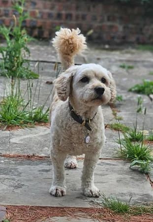 Alfie, male senior Mixed Breed for adoption at The Oldies Club