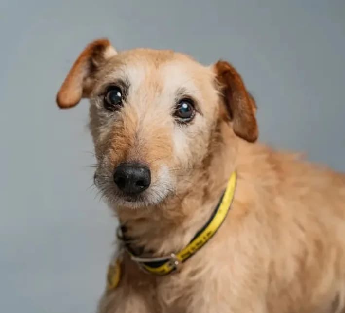 Rossi, male senior Mixed Breed for adoption at The Oldies Club