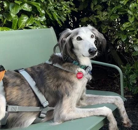 Buddy, male senior Mixed Breed for adoption at The Oldies Club