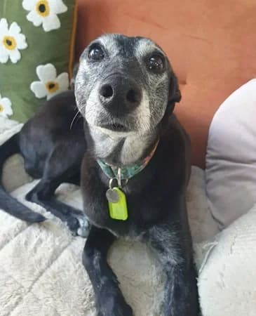 Missy, female senior Mixed Breed for adoption at The Oldies Club