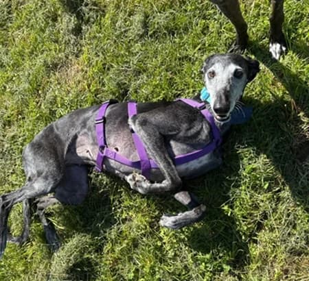 Rubia, female senior Mixed Breed for adoption at The Oldies Club