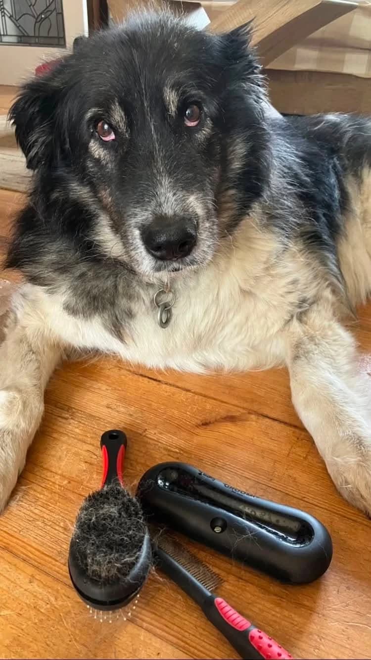 Freya, female senior Mixed Breed for adoption at The Oldies Club