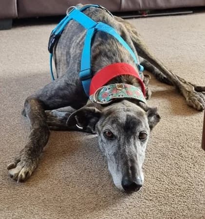 Naco, male senior Mixed Breed for adoption at The Oldies Club