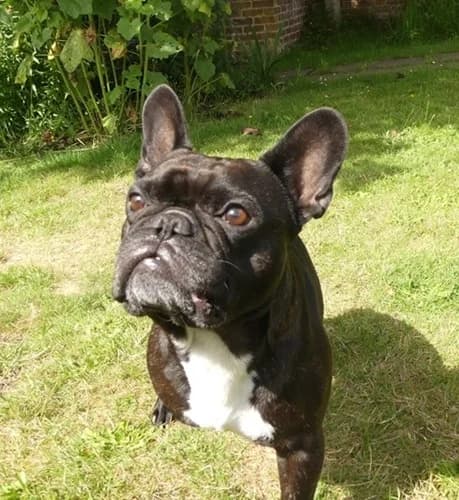 Joyful Joey, male senior Mixed Breed for adoption at The Oldies Club