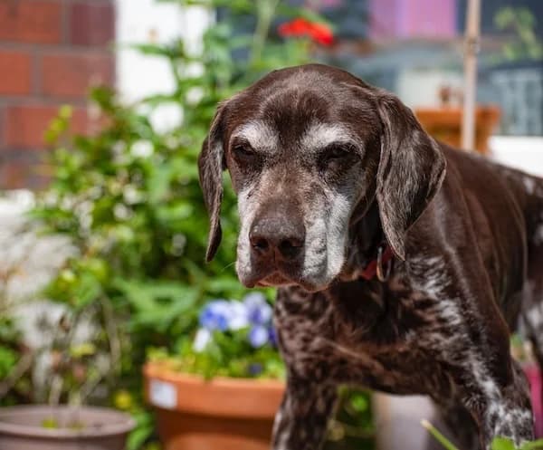 Tierson, male senior Mixed Breed for adoption at The Oldies Club
