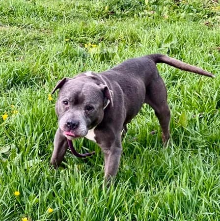 Archie, male senior Mixed Breed for adoption at The Oldies Club