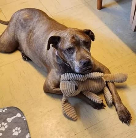 Cassie, female senior Mixed Breed for adoption at The Oldies Club