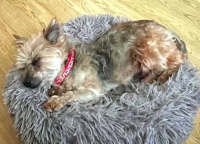 Brantis, male senior Mixed Breed for adoption at The Oldies Club