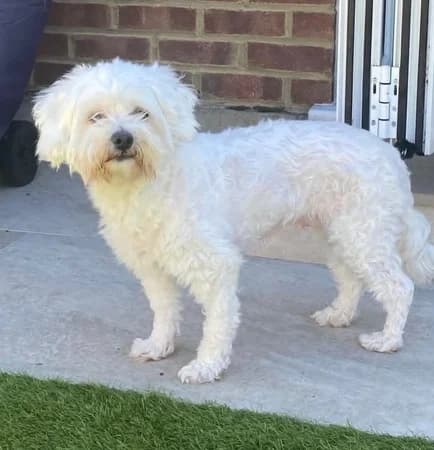 Daisy, female Mixed Breed for adoption at The Oldies Club