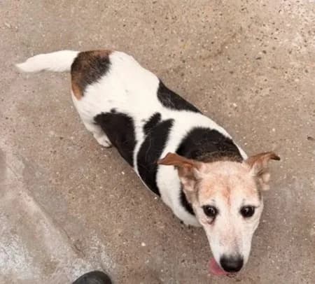 Louise, female senior Mixed Breed for adoption at The Oldies Club