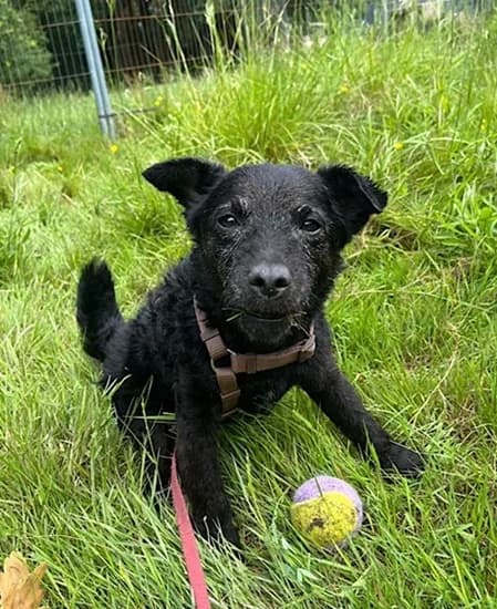 Spencer, male senior Mixed Breed for adoption at The Oldies Club