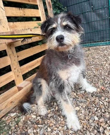 Raggie, male senior Mixed Breed for adoption at The Oldies Club