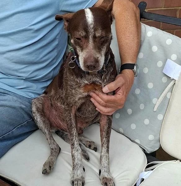 Benji, male senior Mixed Breed for adoption at The Oldies Club