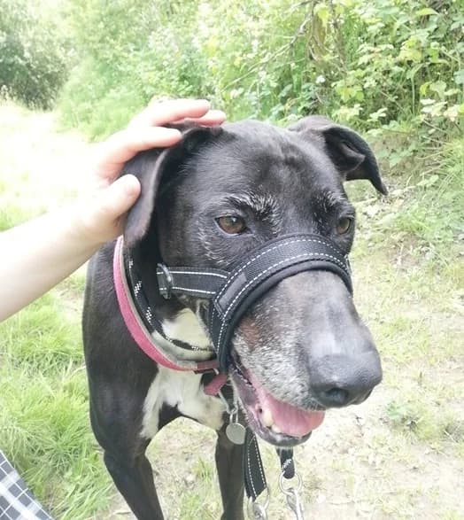 Max, male Mixed Breed for adoption at The Oldies Club