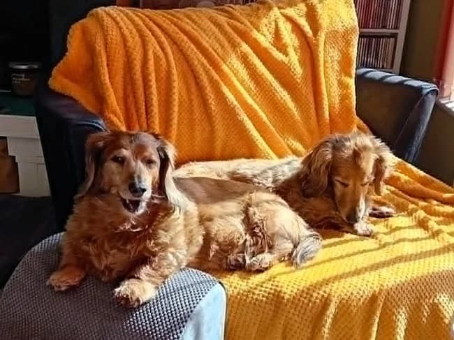 Milly Chloe, the sunshine sausages, female senior Mixed Breed for adoption at The Oldies Club