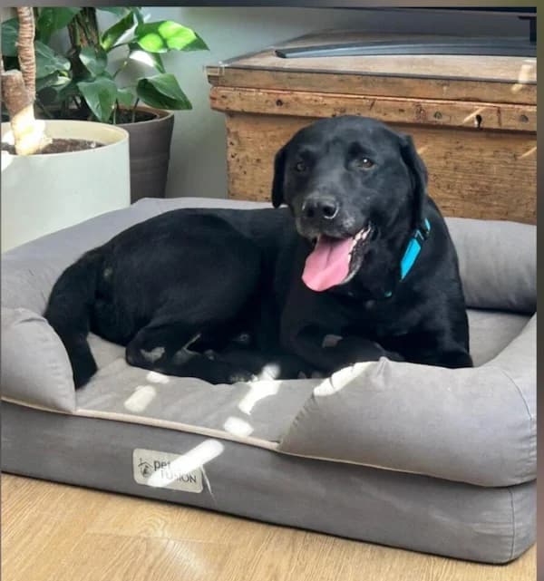 Lark, male senior Mixed Breed for adoption at The Oldies Club