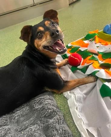 Jessie, female Mixed Breed for adoption at The Oldies Club